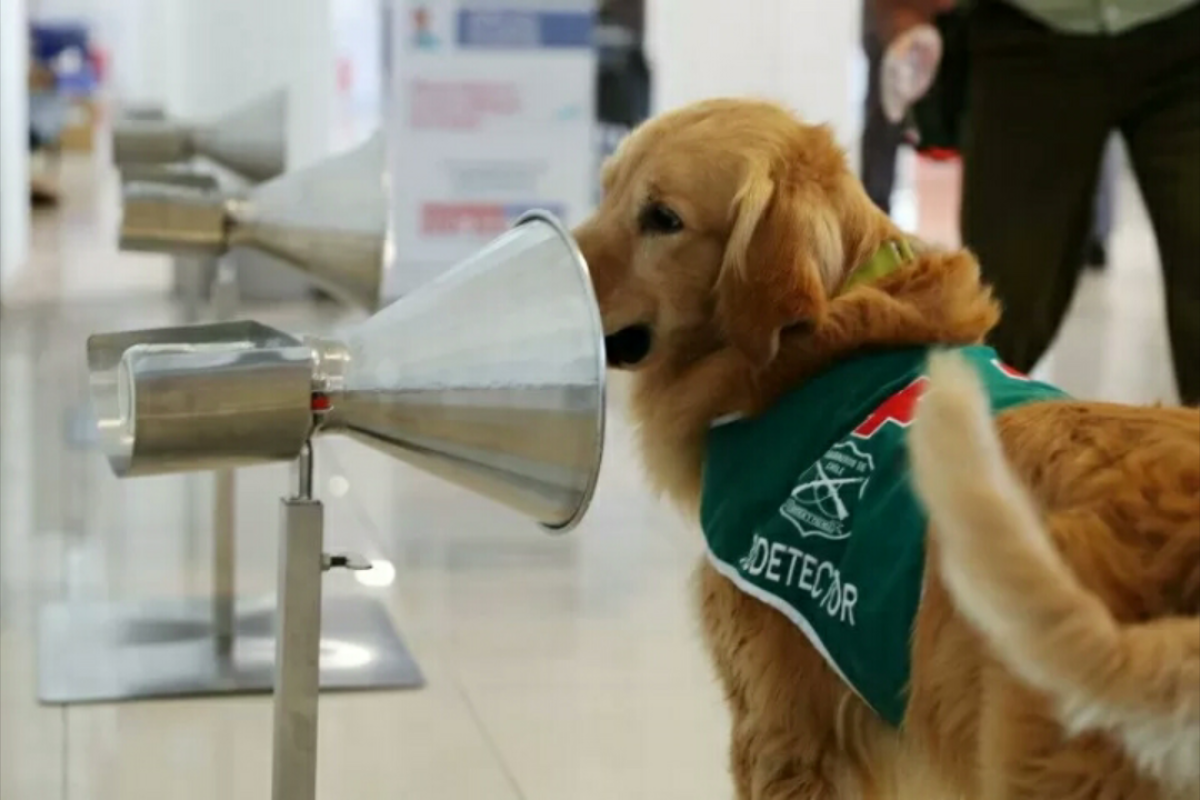 Anjing Chili bertugas deteksi COVID-19 di bandara