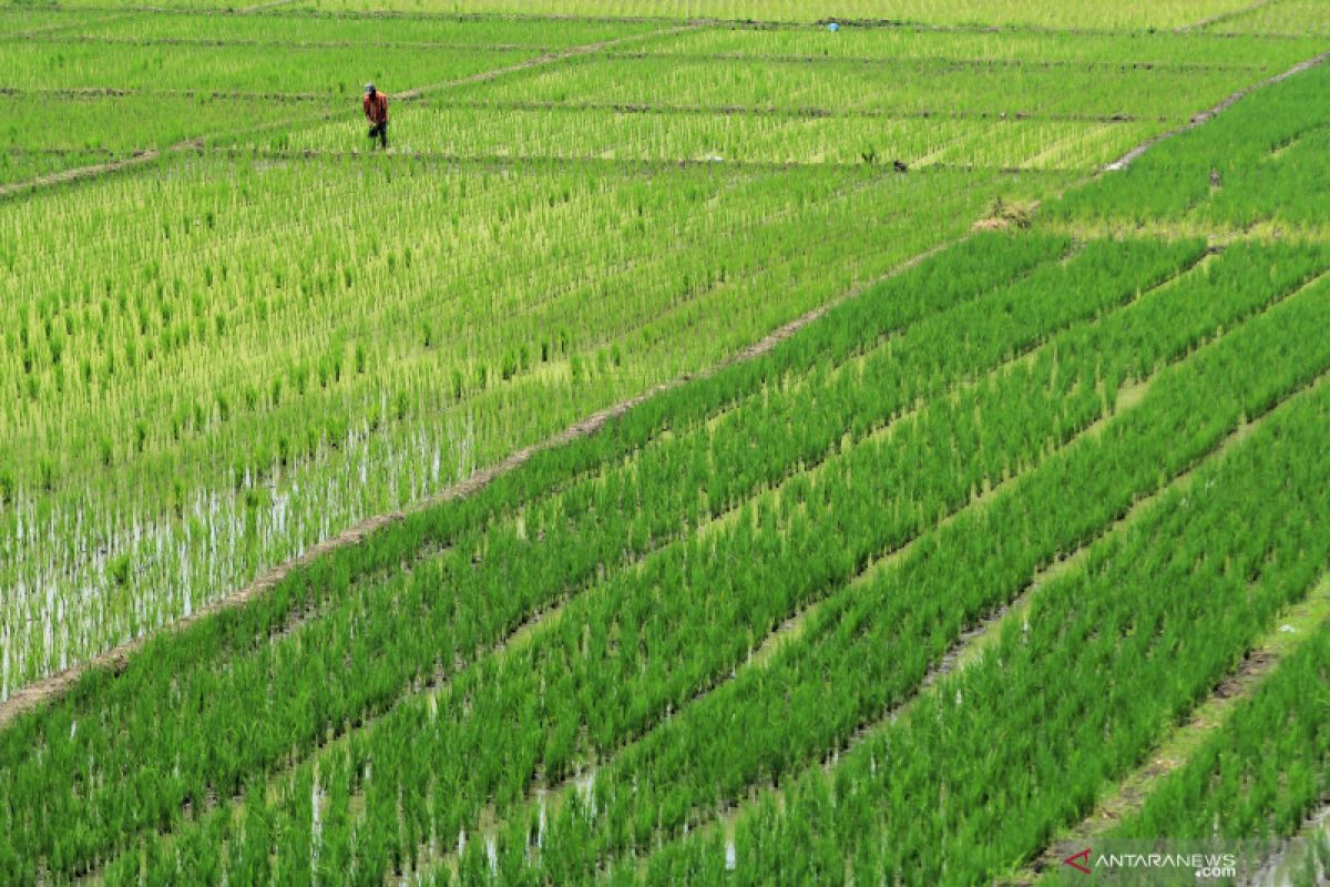 BRIN kembangkan teknologi biostimulan untuk tingkatkan hasil pertanian