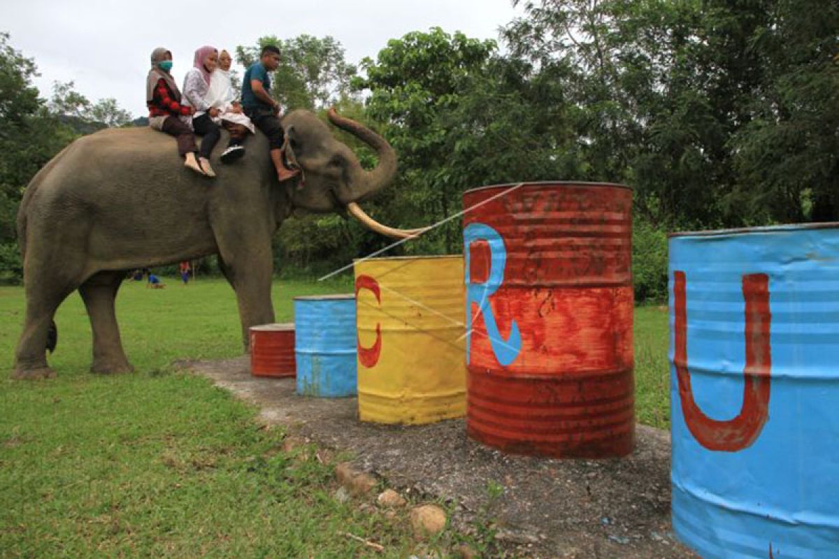 Wisata gajah jinak sumatera di Aceh Selatan