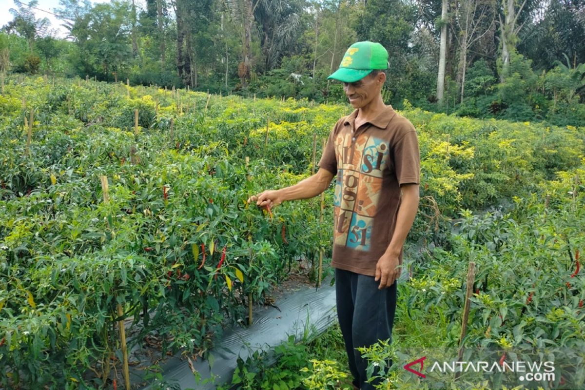 Harga cabai di Rejang Lebong naik drastis