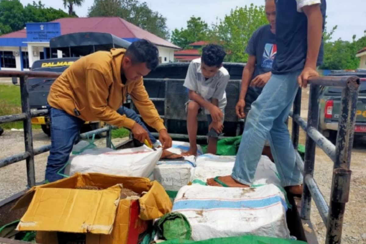 300 kg daging rusa ilegal  disita di Labuan Bajo