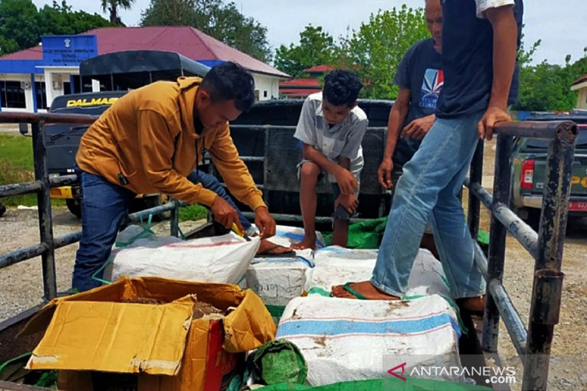 Kemarin, daging rusa ilegal disita hingga 'Kijang' terguling di Medan