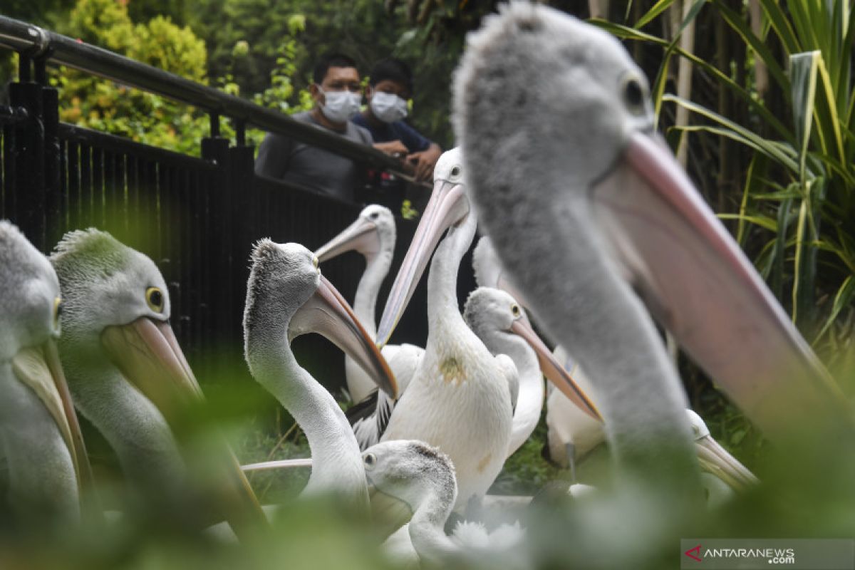 Lebih dari 250 pelikan mati akibat flu burung di Mauritania