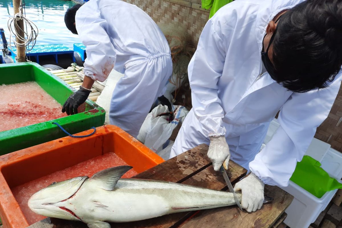 KKP panen perdana komoditas unggulan ikan kobia di Pangandaran