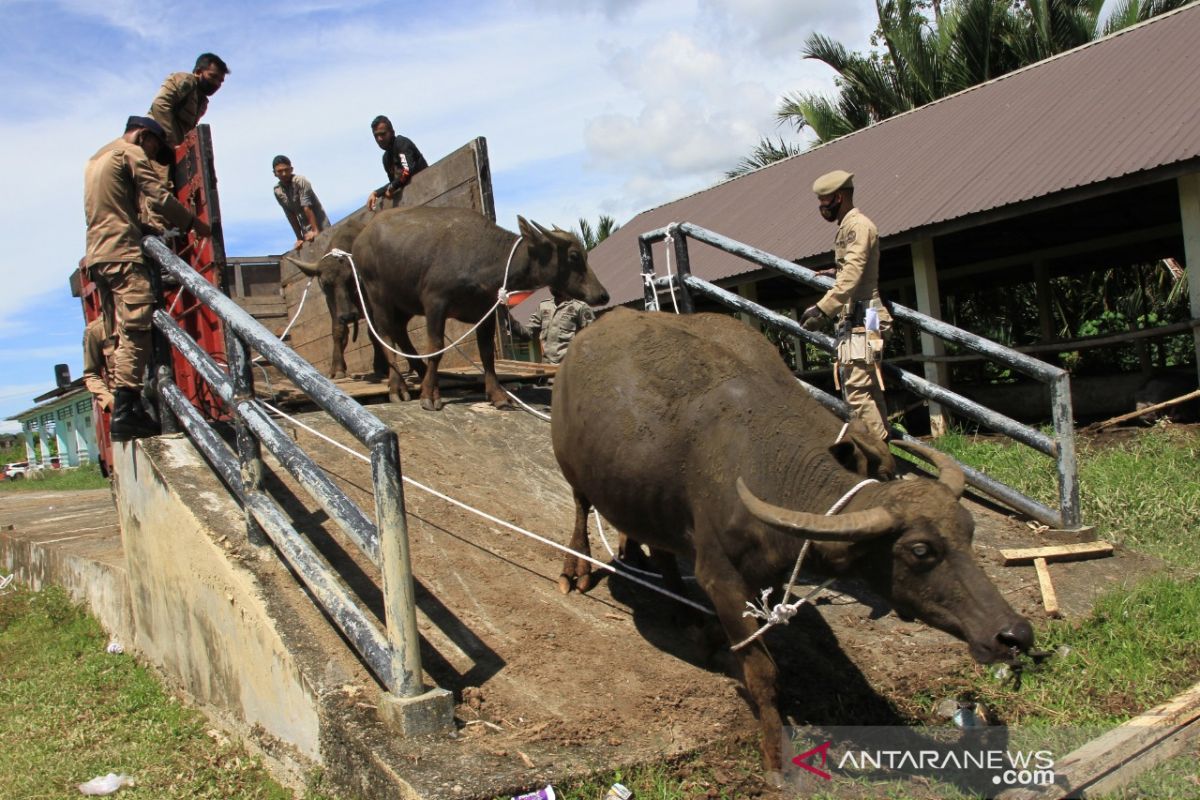 Penertiban ternak liar di Aceh Barat