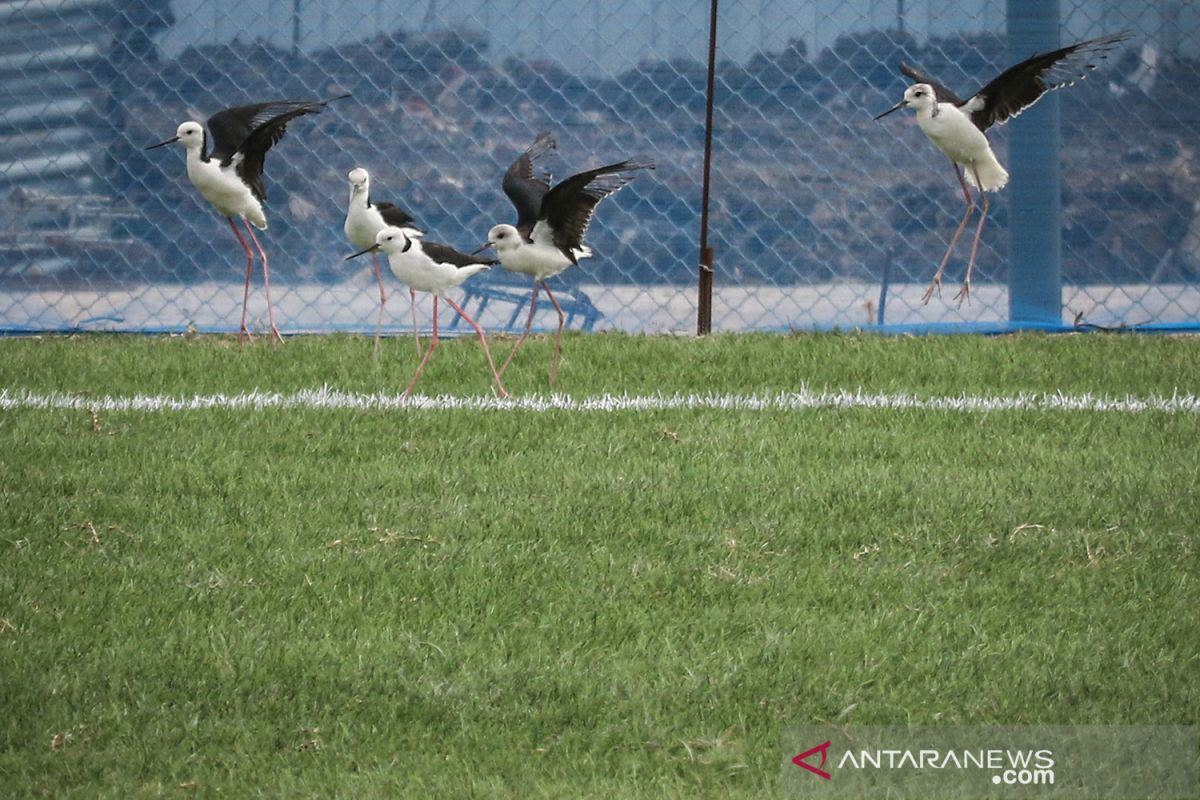 Burung Kaki Bayam dimanfaatkan untuk merawat Lapangan Latih JIS