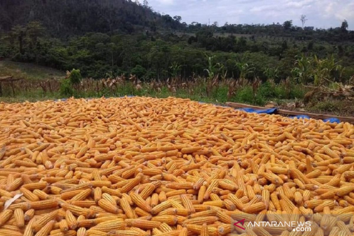 Produksi jagung Sultra mencapai 164.094 ton