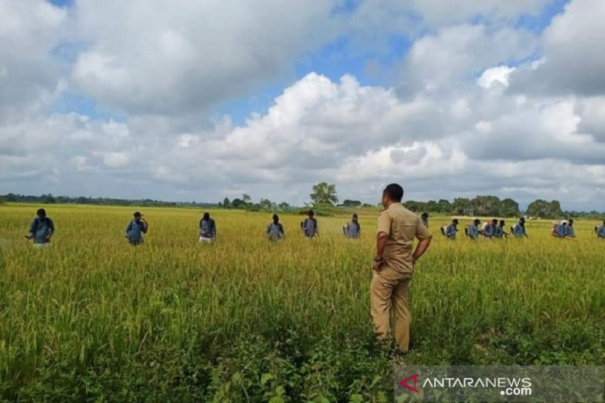 Tingkatkan produksi padi, Sultra cetak sawah baru 1.350 hektare