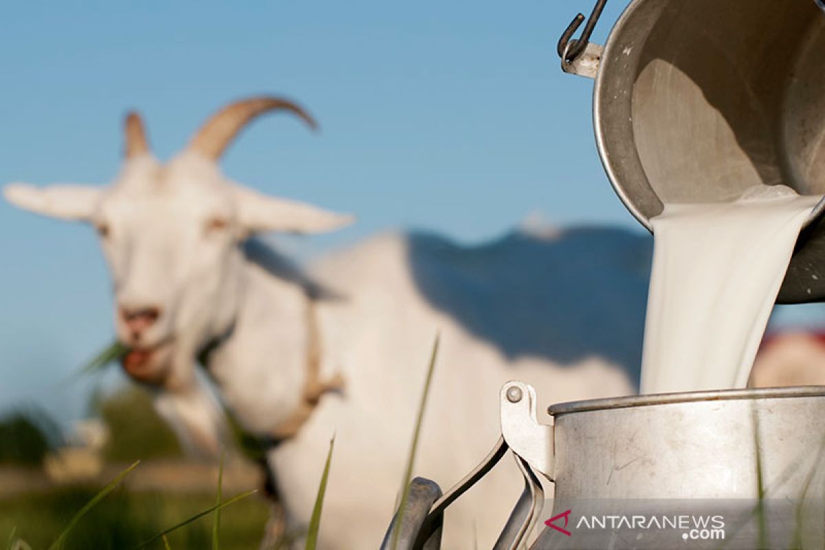 Manfaat susu kambing untuk kesehatan tubuh