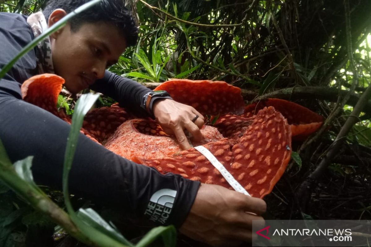 Bunga rafflesia bermekaran di Agam jelang akhir 2020