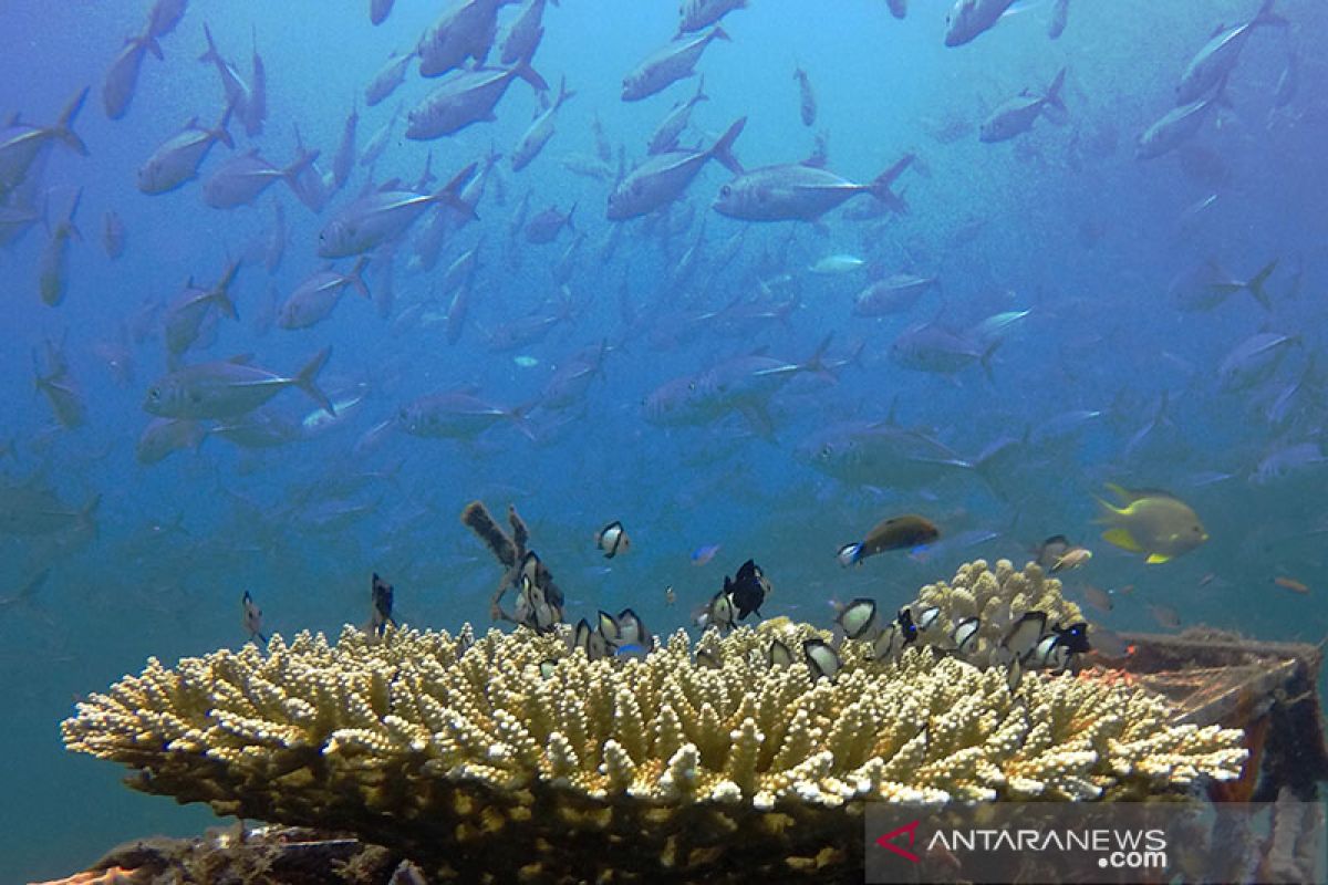 Peneliti: masih ada "destructive fishing" di kawasan konservasi