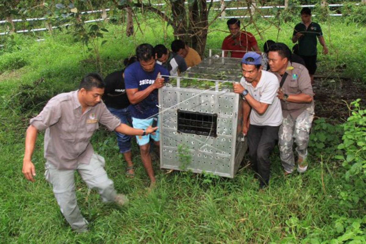 BKSDA Aceh evakuasi harimau sumatera ke Barumun