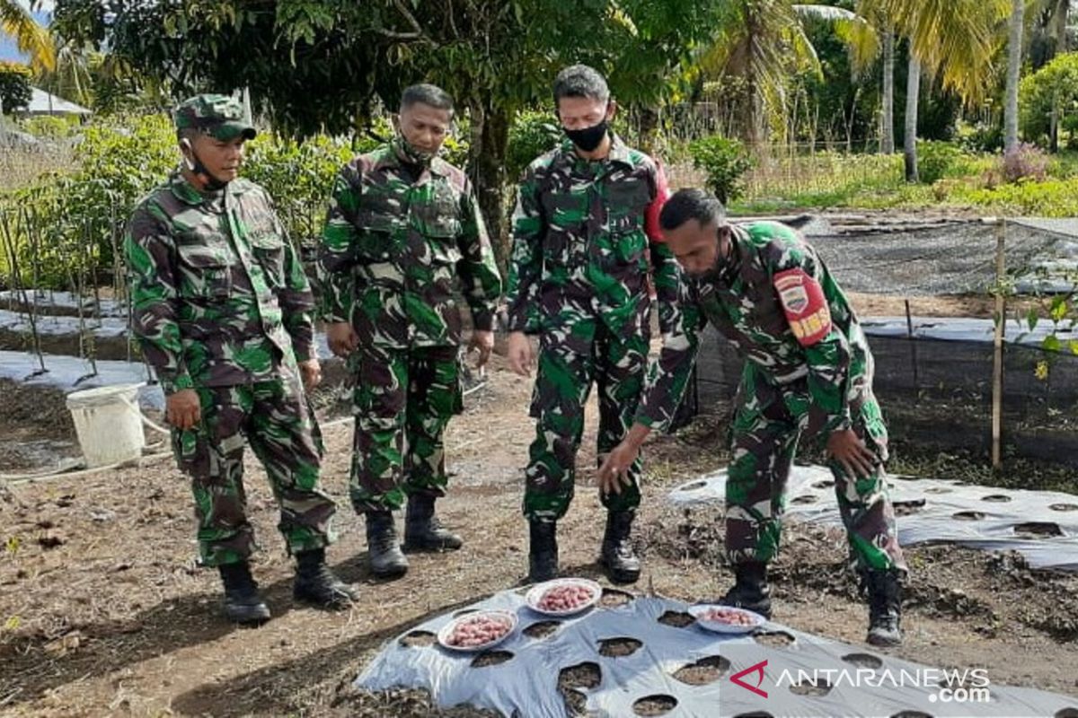 TNI Pariaman kembangkan pupuk organik wujudkan ketahanan pangan dimasa pandemi