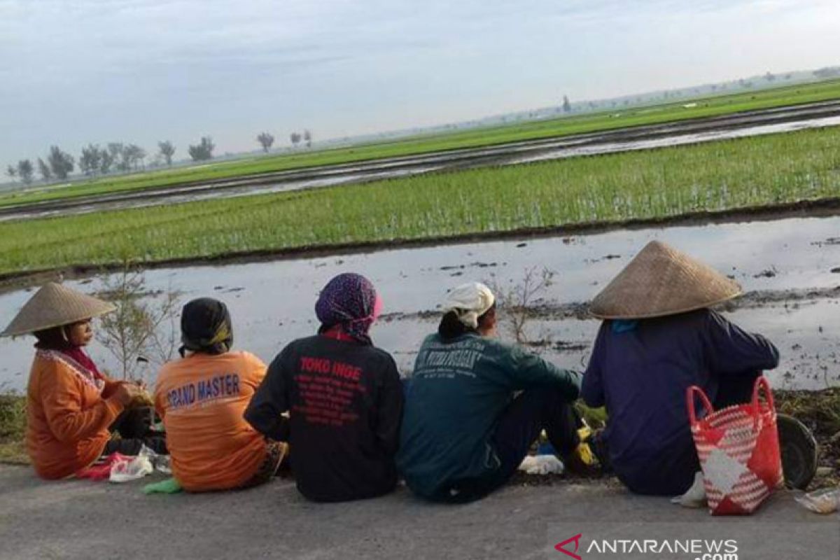 Belajar memahami masalah petani Indonesia