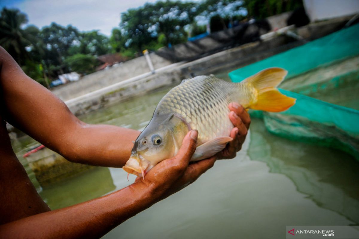 Pemkab Lebak targetkan bisa swasembada ikan tawar pada 2024