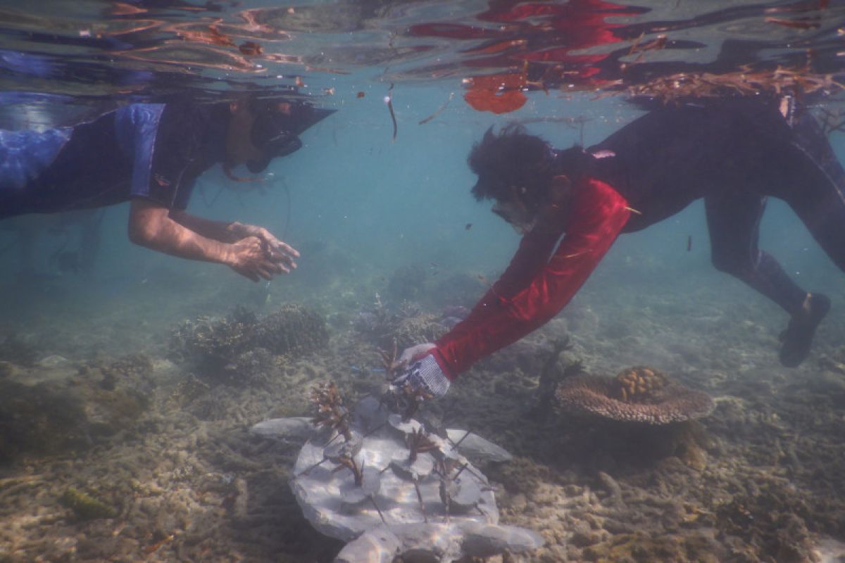 Kisah perburuan penyu hijau di Pulau Enggano