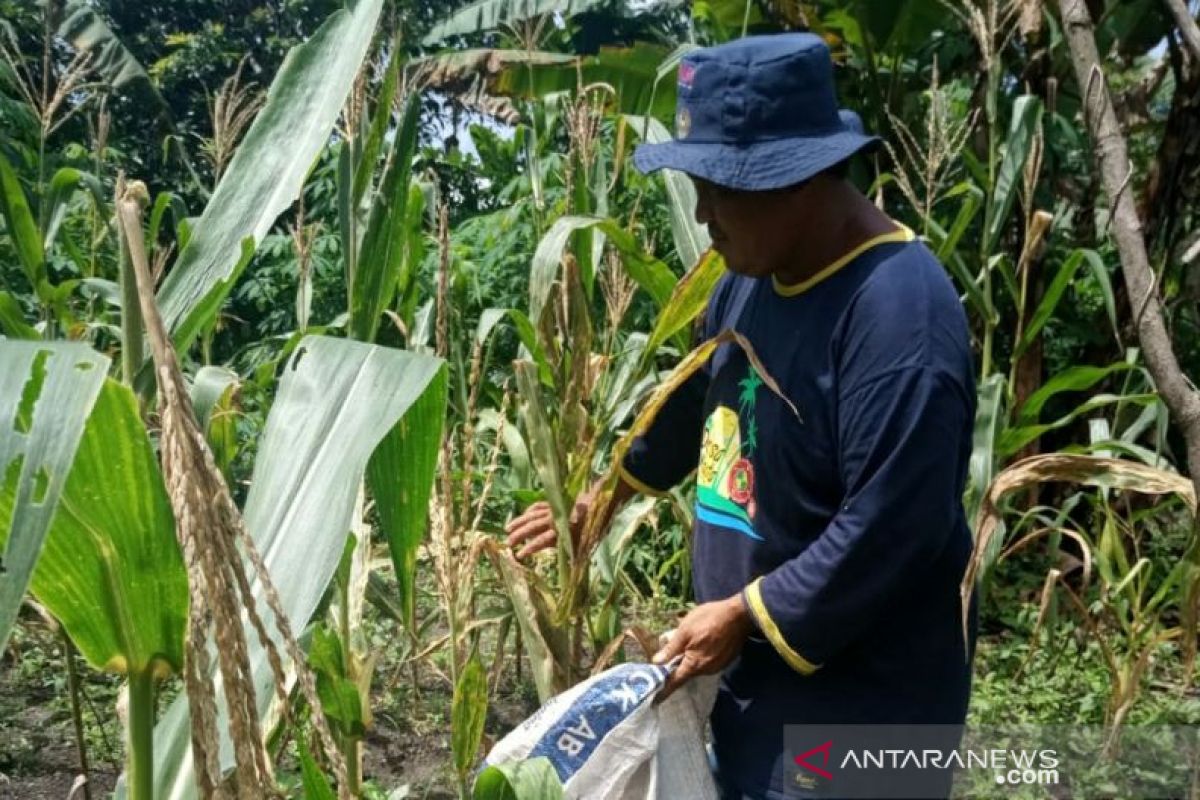 Permintaan jagung manis di Belitung menurun jelang tahun baru