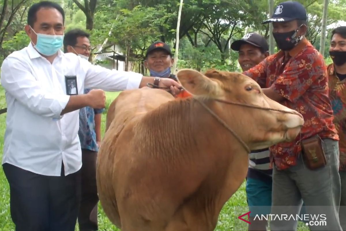 PTPN XII salurkan Rp 9,2 M untuk pulihkan ekonomi peternak sapi