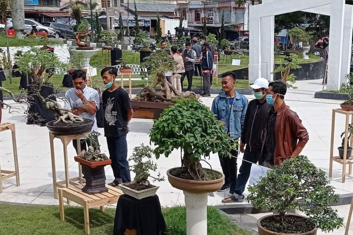 Ada atraksi jemur bonsai di Aceh Tengah, Bupati: Bisa jadi even wisata