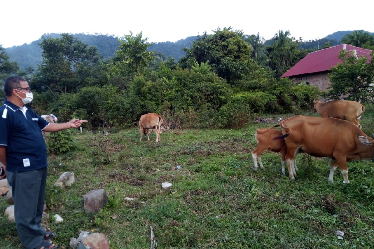 Petani Bungus dapat bantuan sapi Kementan RI, sempat mati 10 ekor kini berkembang jadi 25 ekor