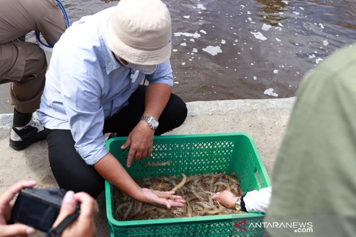 Bupati Bone Bolango dorong Bumdes budidayakan udang vaname