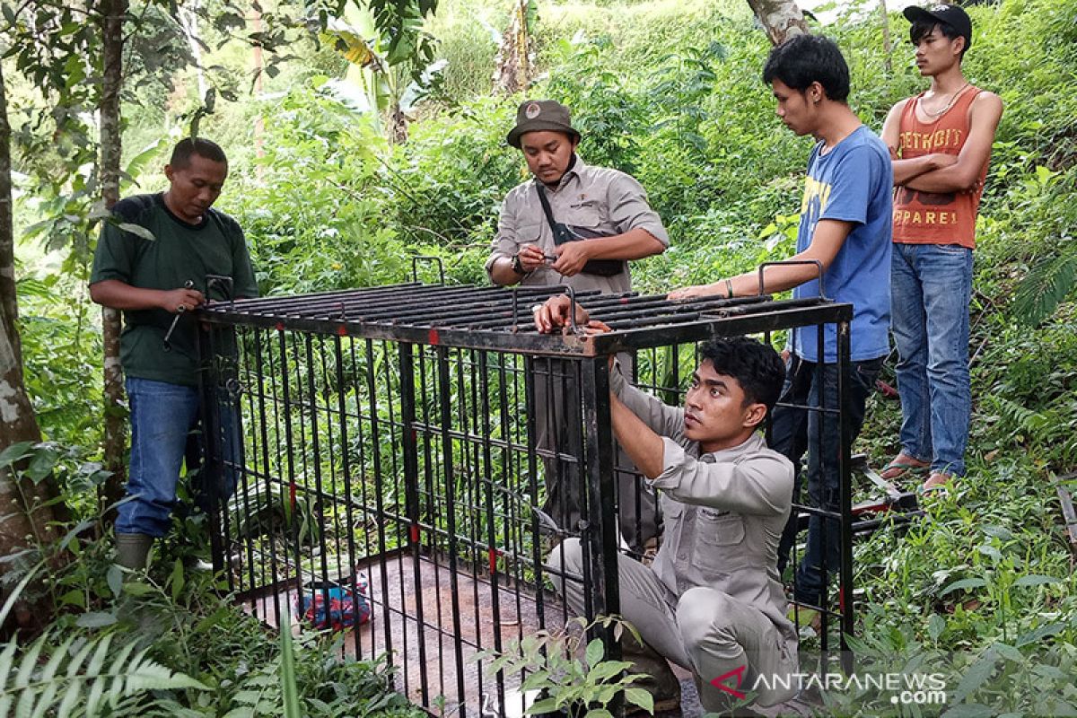 10 konflik manusia dengan satwa liar terjadi di Agam, satu meninggal