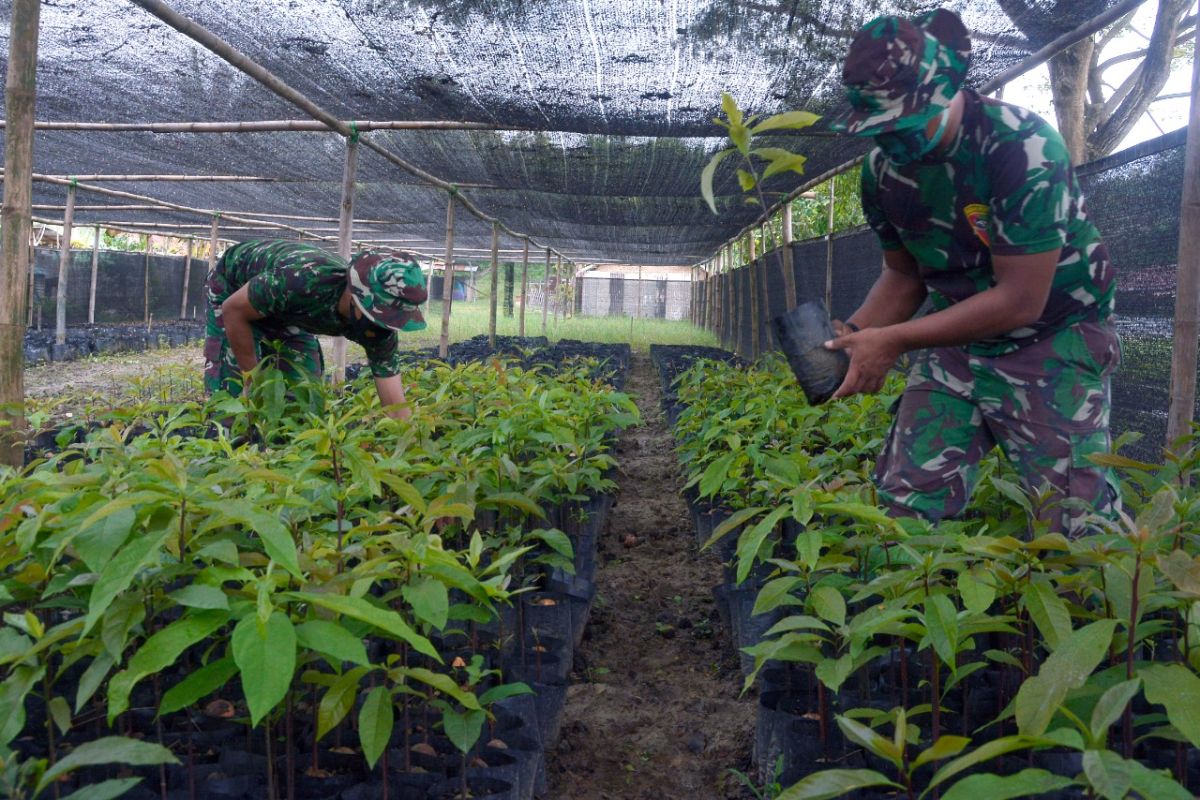 Ditengah pandemi COVID-19, TNI ini manfaatkan lahan kosong kembangkan tanaman buah