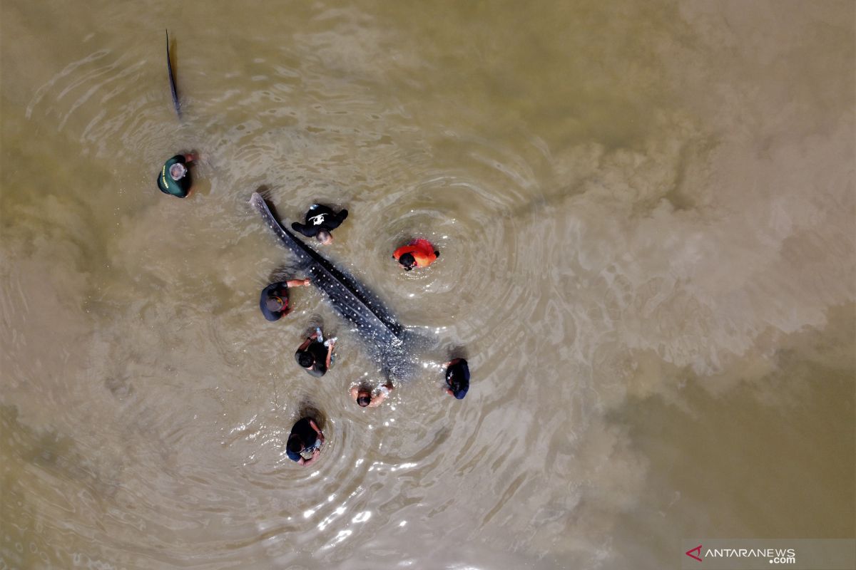 Whale shark rescued from Kendari City's river