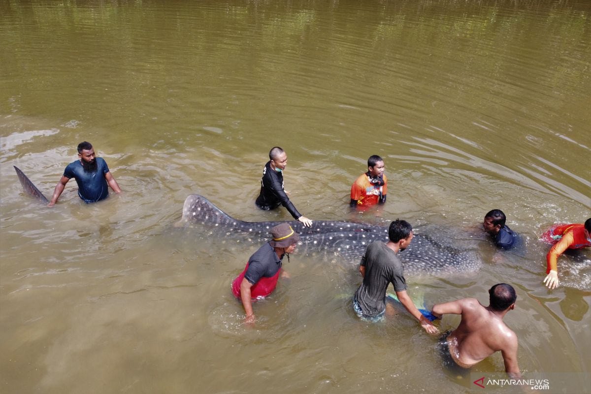 Petugas BKSDA evakuasi hiu paus yang terdampar di sungai di Kota Kendari