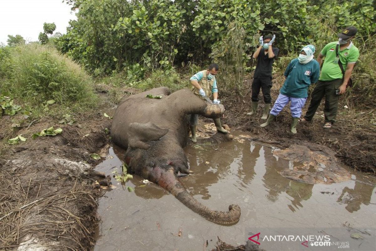 Seekor gajah sumatra mati di kawasan konservasi Aceh Utara