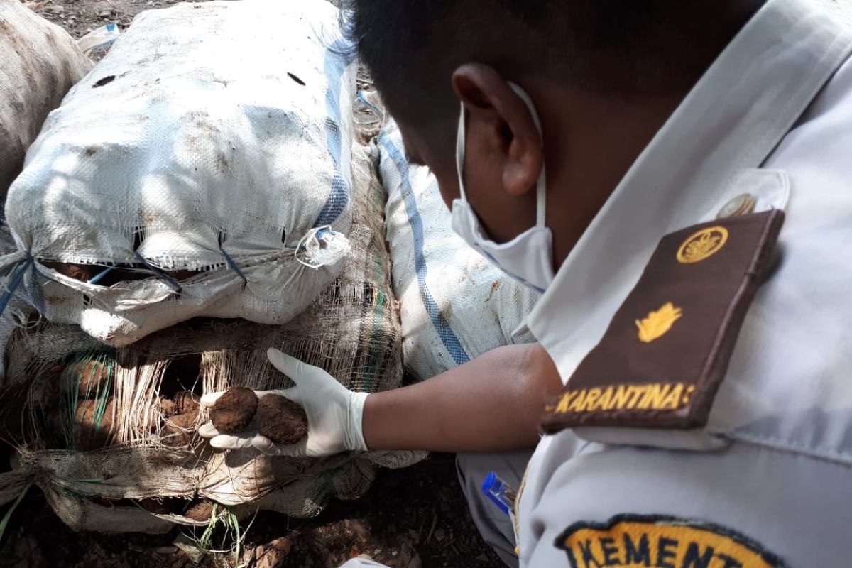 Perdagangan komoditas pertanian di Flores meningkat di tengah pandemi