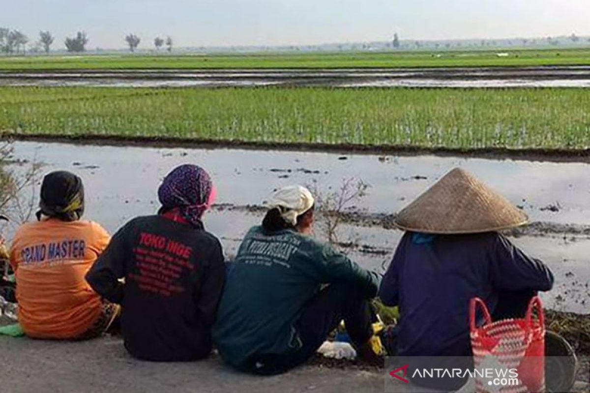 Belajar memahami masalah petani Indonesia