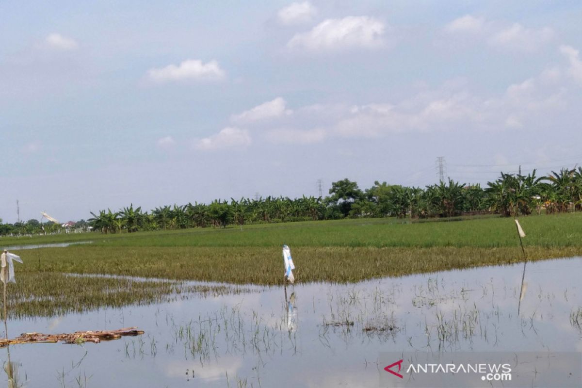 Kudus upayakan bantuan benih padi untuk petani terdampak banjir