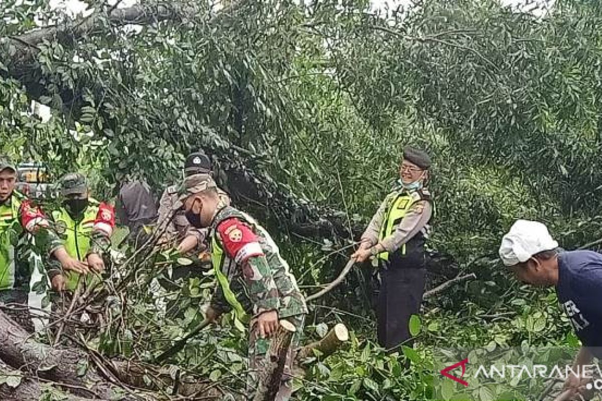 Polres Bangli bersama TNI evakuasi pohon Akasia tumbang