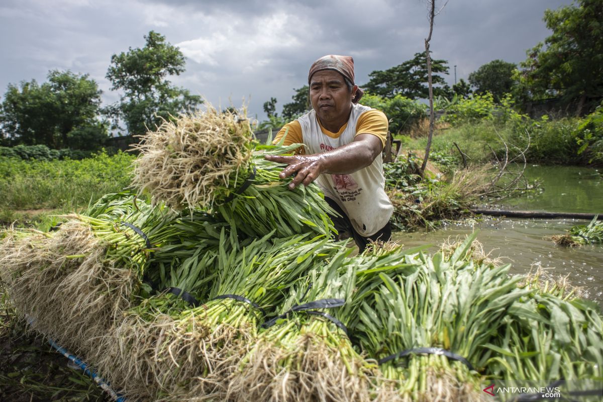 Jakarta Barat bantu petani kelola 45 hektare sawah di dua kecamatan