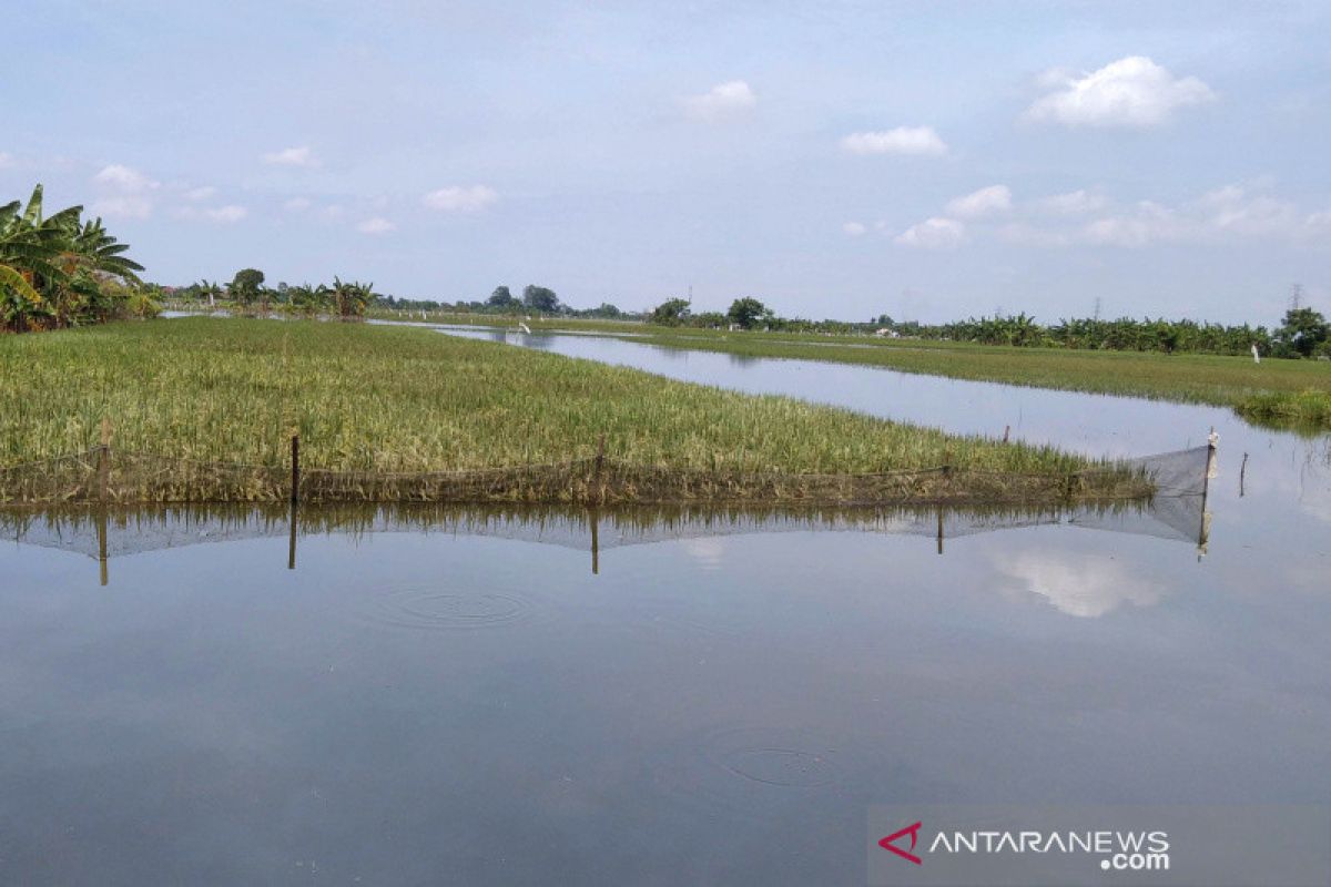 2.057,49 hektare  tanaman padi di Kudus dijamin asuransi