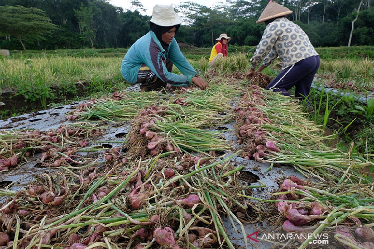 Kementan: Penerapan True Shallot Seed dongkrak produksi benih bawang
