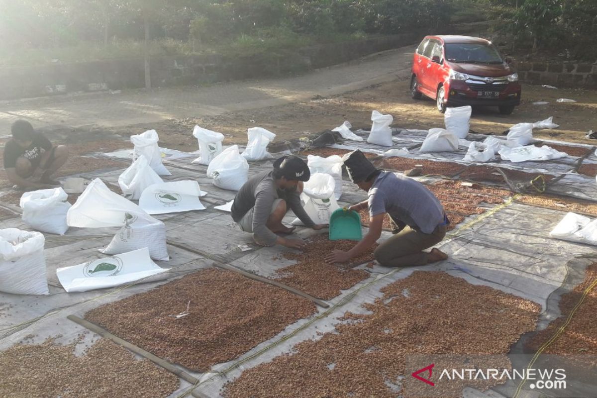 Produksi pangan, petani tetap tangguh di tengah pandemi