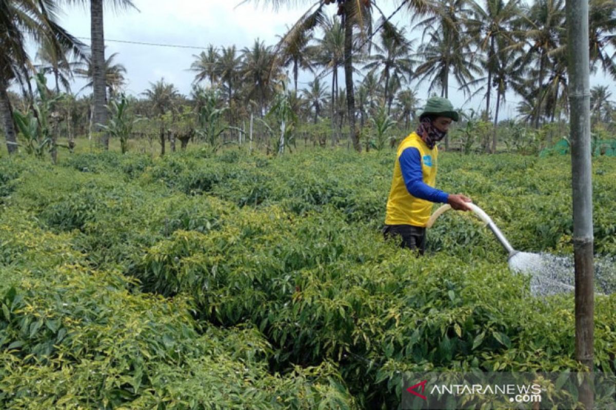 Sinergi petani dan pemerintah kelola hasil panen pada masa pandemi