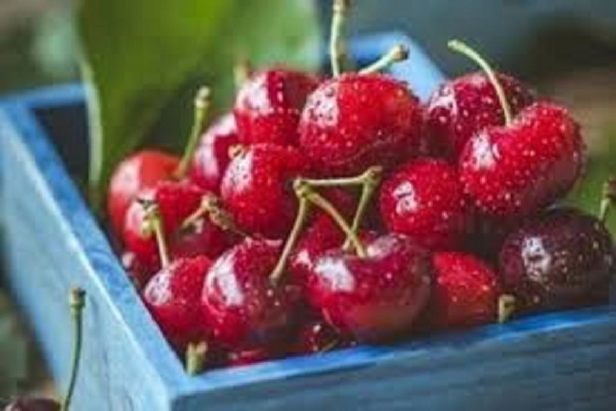 Manfaat buah ceri, melindungi dari diabetes hingga menurunkan kolesterol