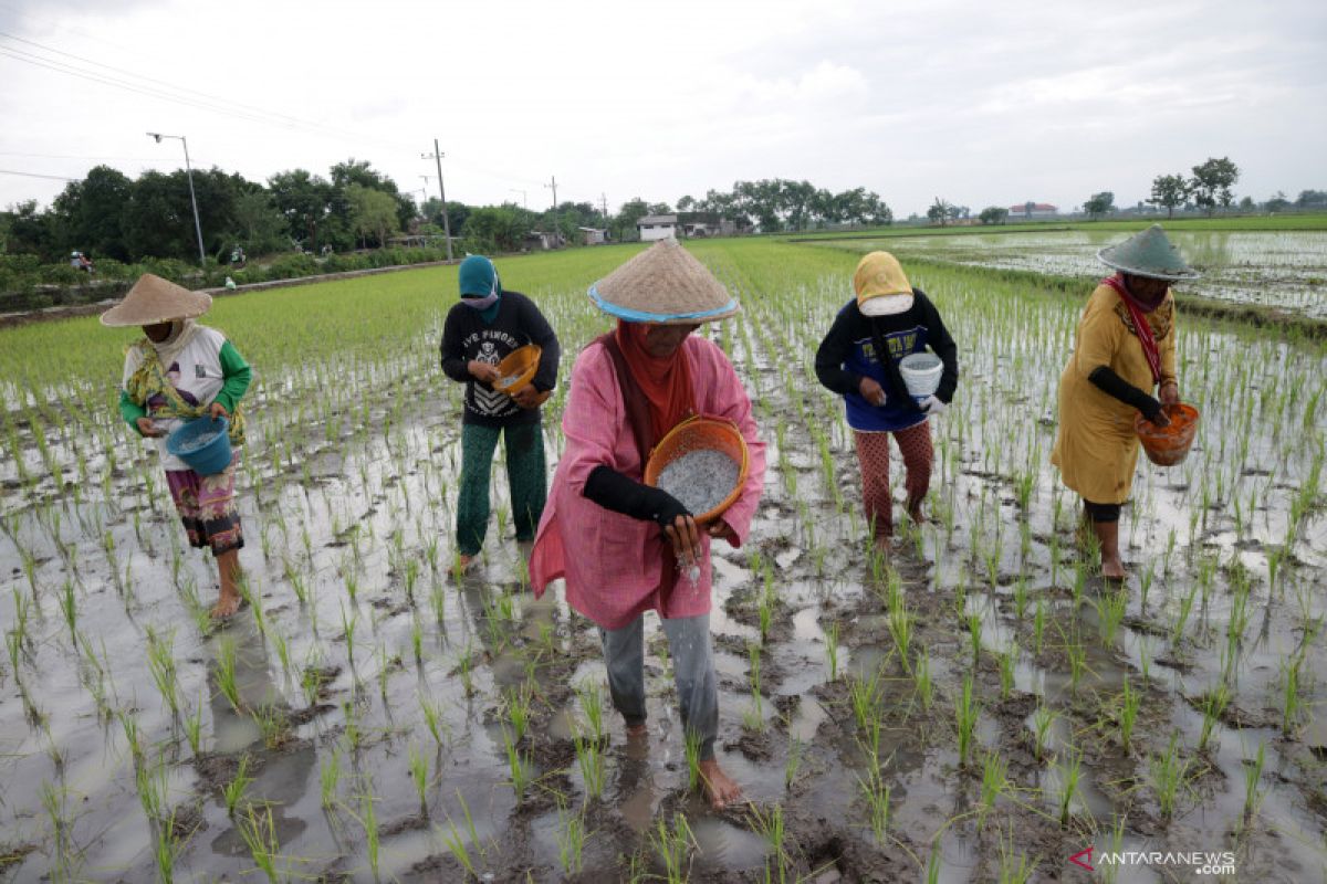 Kementan sebut kenaikan HET pupuk akibat penurunan anggaran 2021