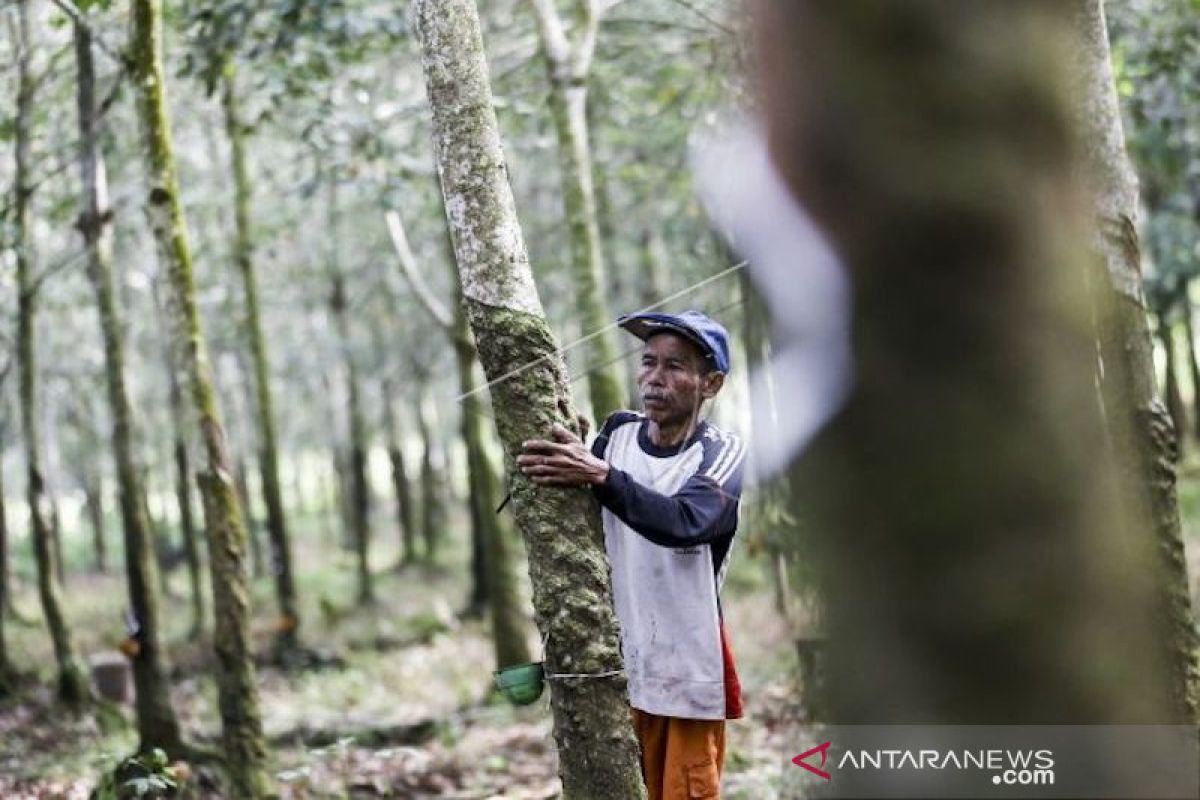 Harga karet KKK 100 persen diperkirakan berkisar Rp18.000-19.000/Kg