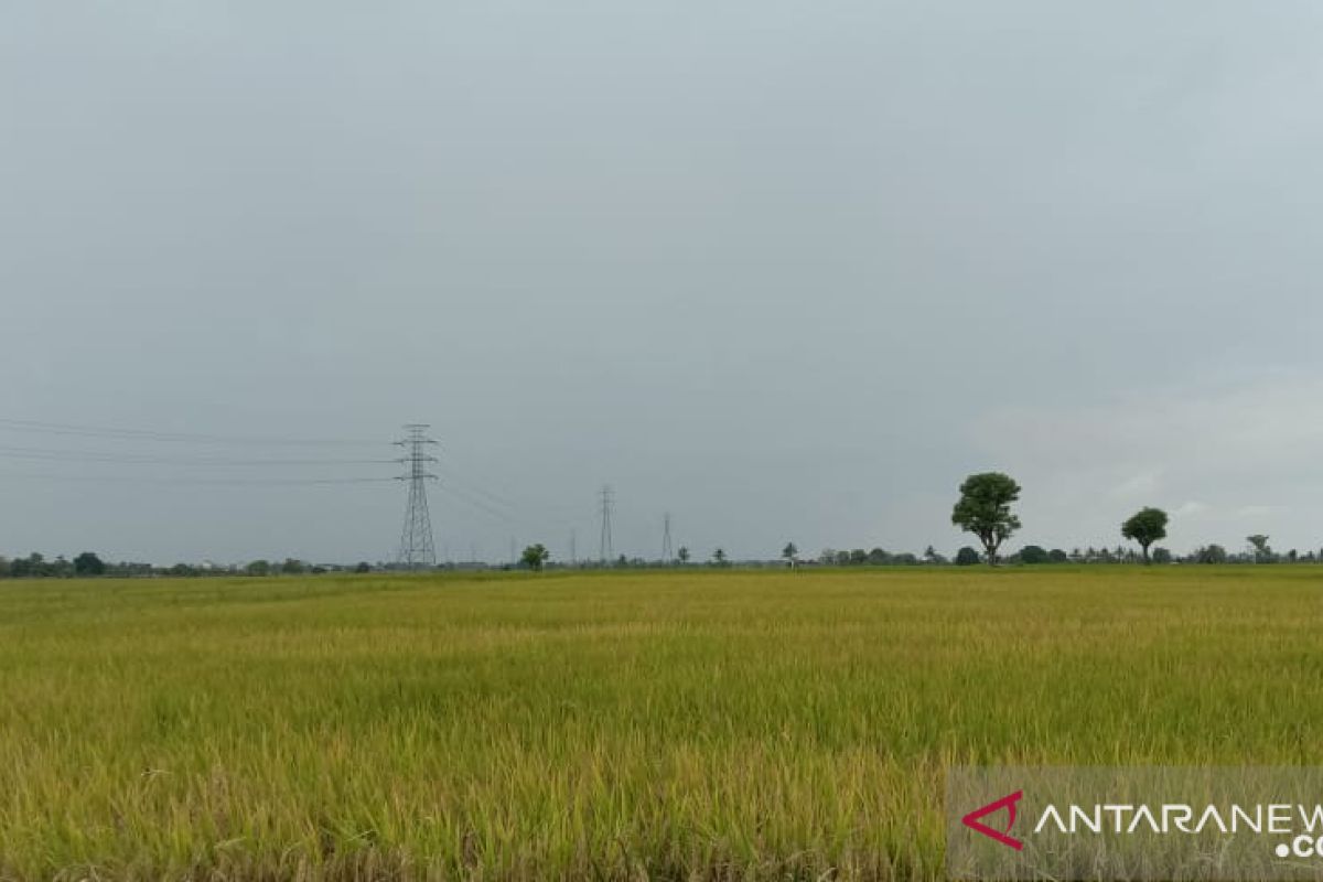 Petani menjadi "striker" bagi semua sektor melawan pandemi