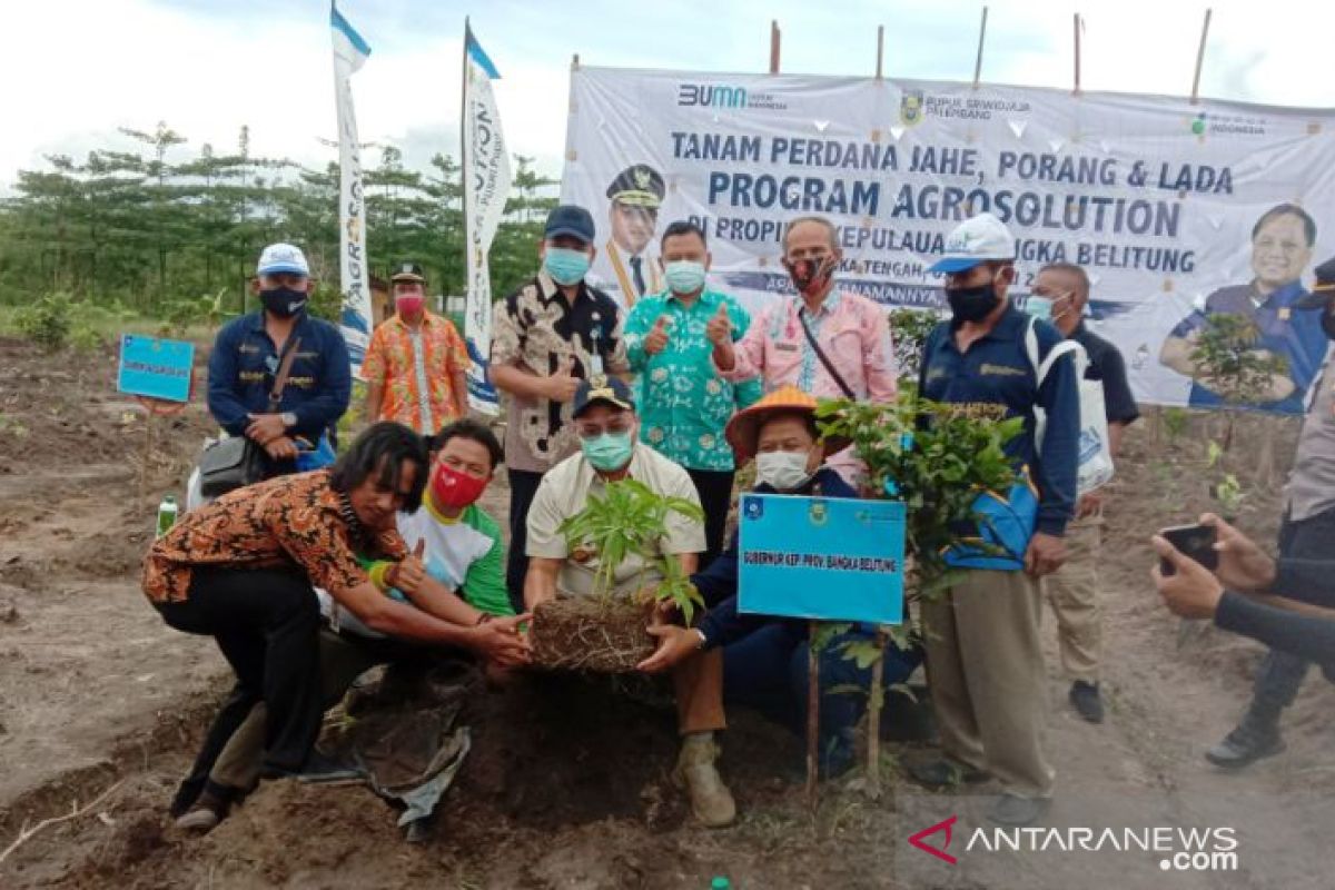 Pemprov Babel-PUSRI tanam perdana porang dan jahe di areal perkebunan Namang