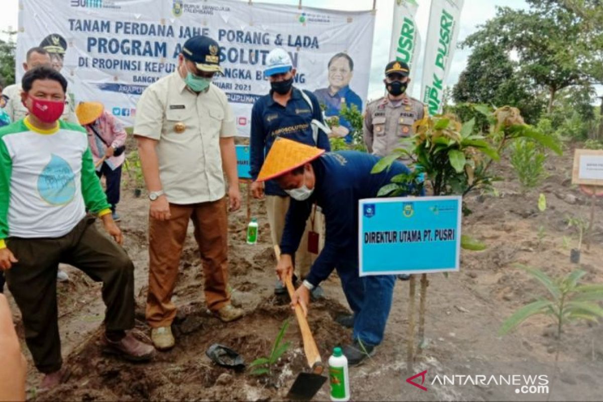 Pusri-Pemprov Babel bersinergi realisasikan program agrosolution klaster porang dan jahe