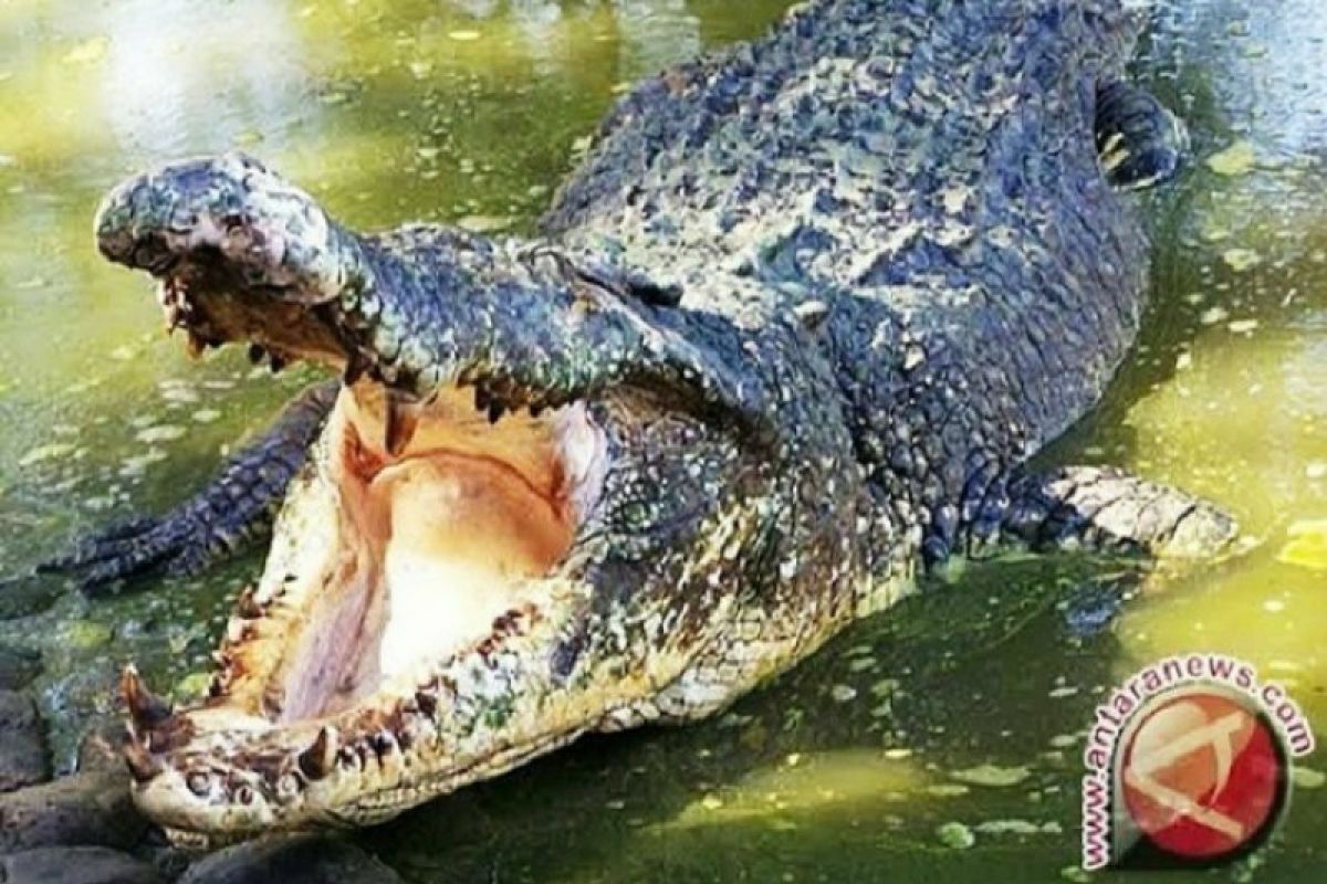 Buaya muara  mati akibat infeksi luka bekas mata pancing