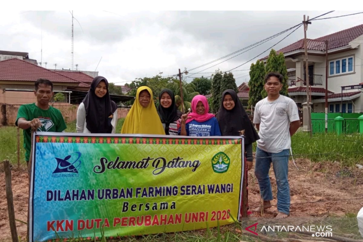 Mahasiswa KKN UNRI tanam serai wangi dengan konsep "Urban Farming" di Tangkerang Selatan