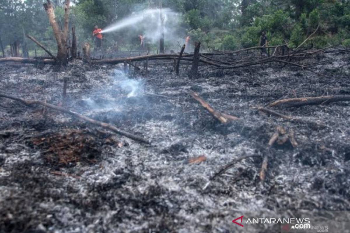 WRI: Rentan terjadi kebakaran hutan dan lahan pada tahun politik