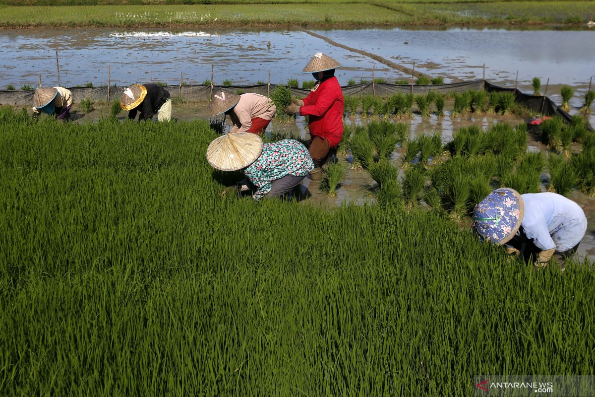 Pemprov Lampung Targetkan Produksi Padi Juta Ton Tahun Ini Antara News