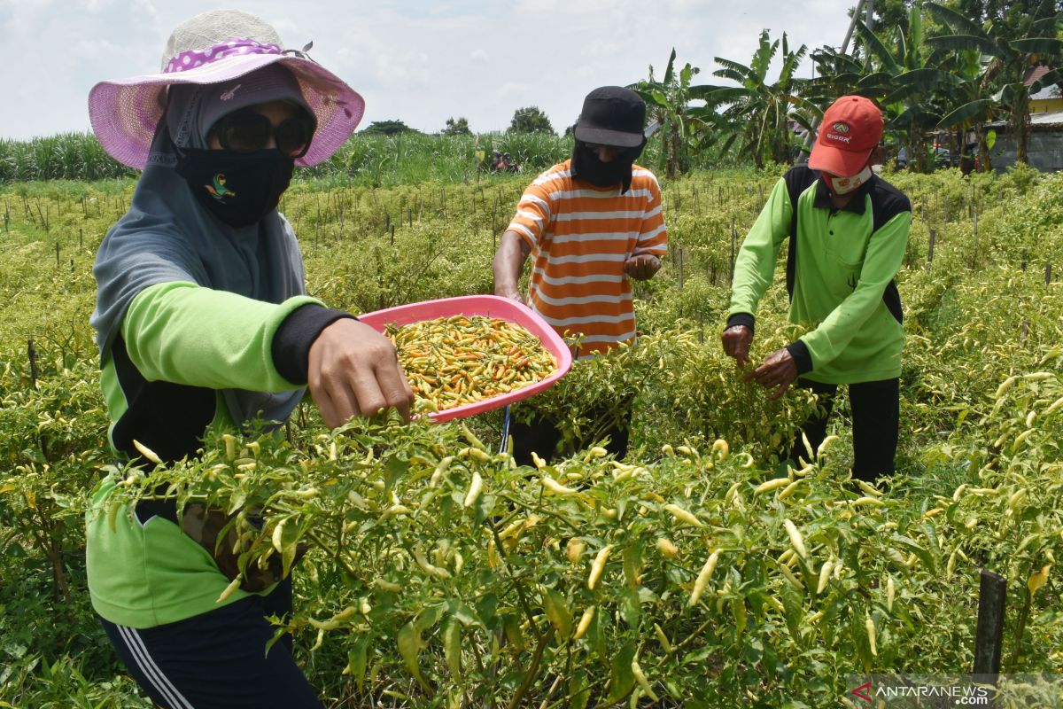 Pemkab Kediri atur pola tanam cabai untuk jaga pasokan